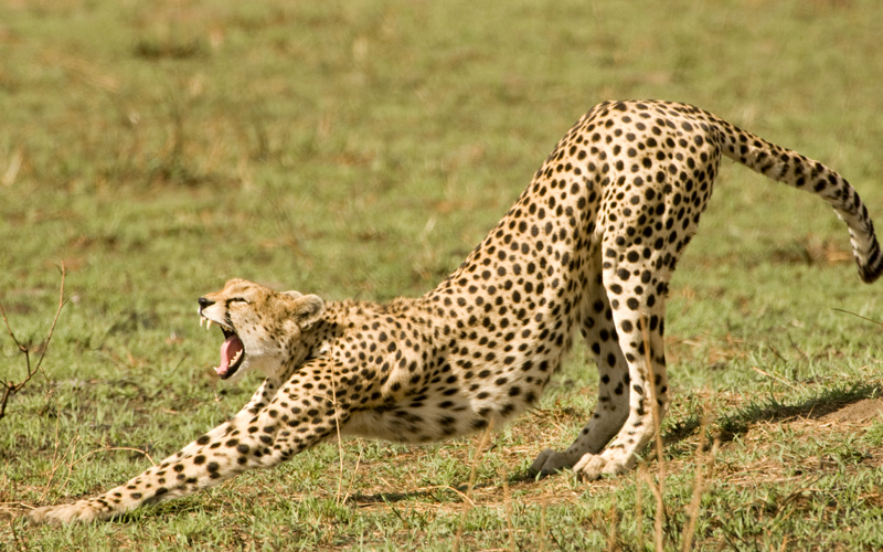 karibu safari (119)_webb500