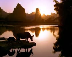 Vattenbuffel i solnedgång från Fakta om Kina